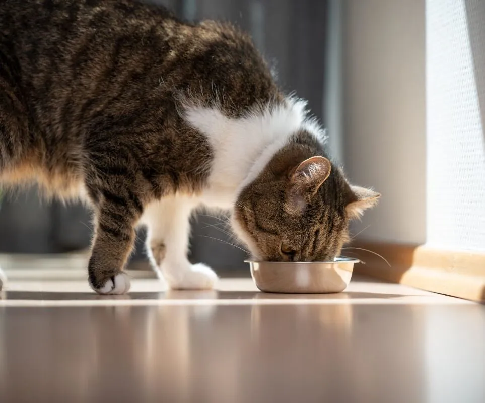 Cat eating food